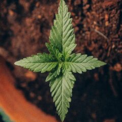 すべての種子には原型が宿っている