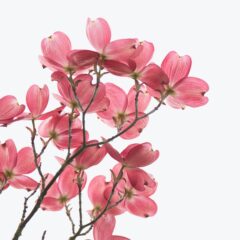 花を描こうと思う